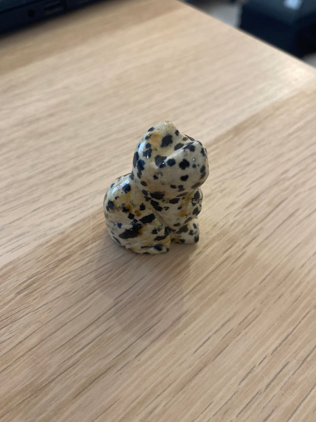 Petit chat en jaspe dalmatien