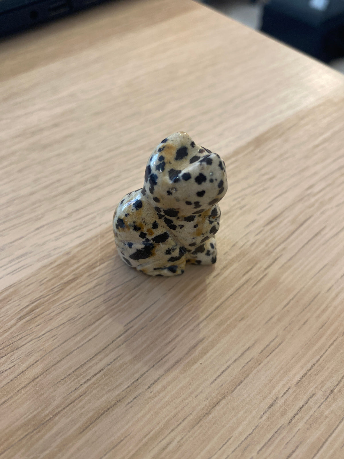 Petit chat en jaspe dalmatien