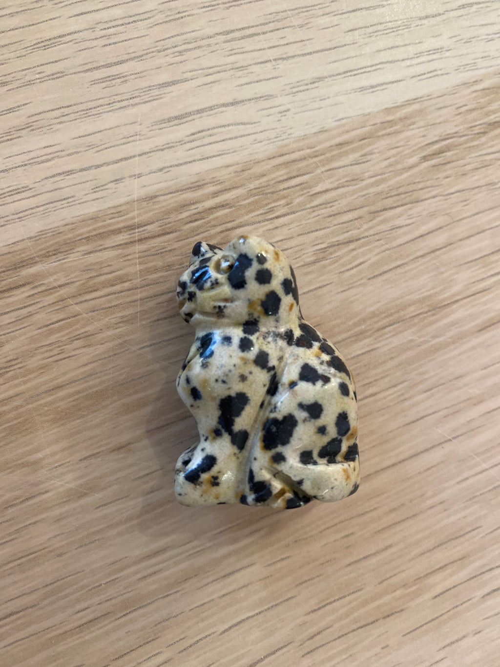 Petit chat en jaspe dalmatien