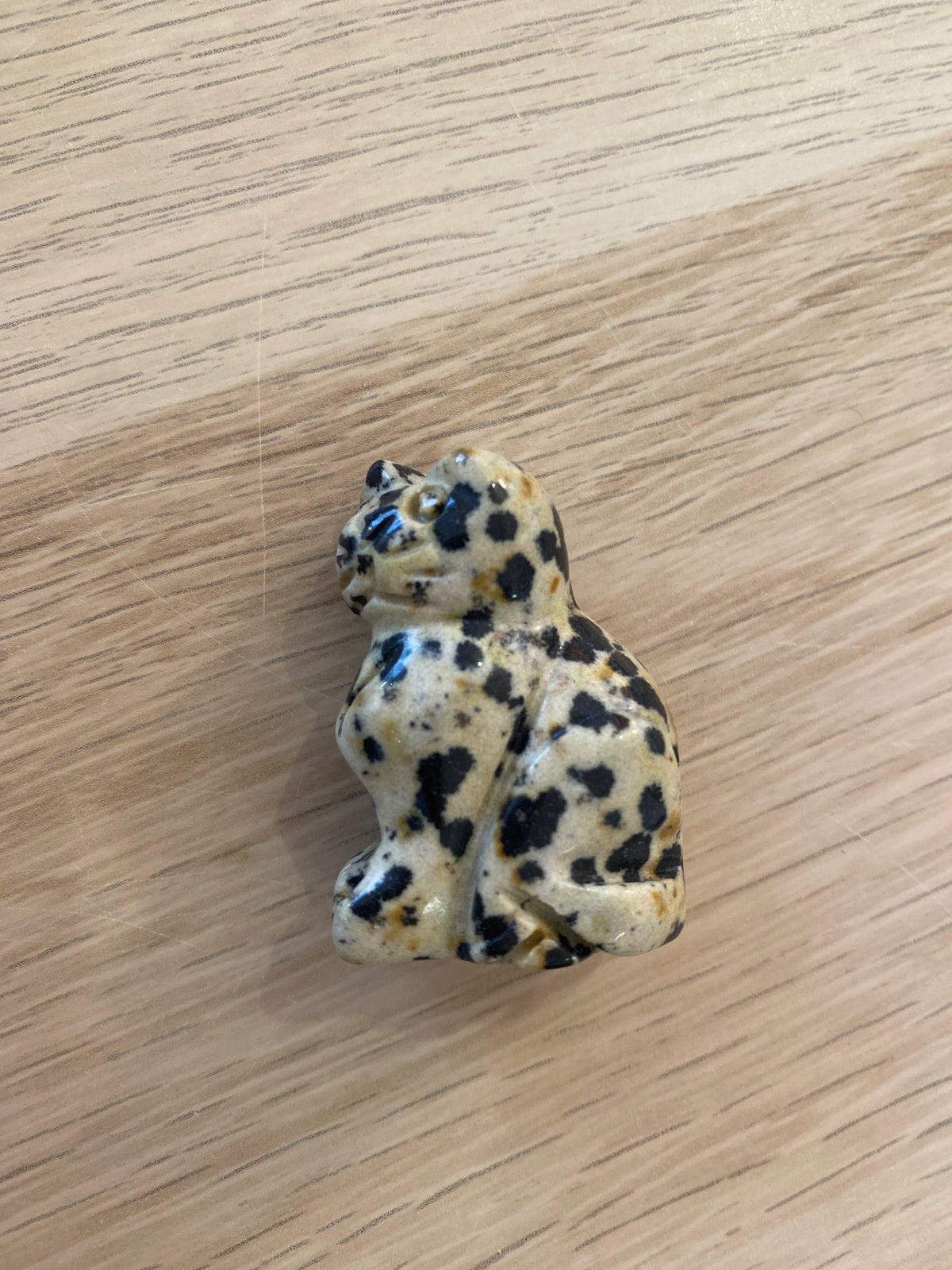Petit chat en jaspe dalmatien