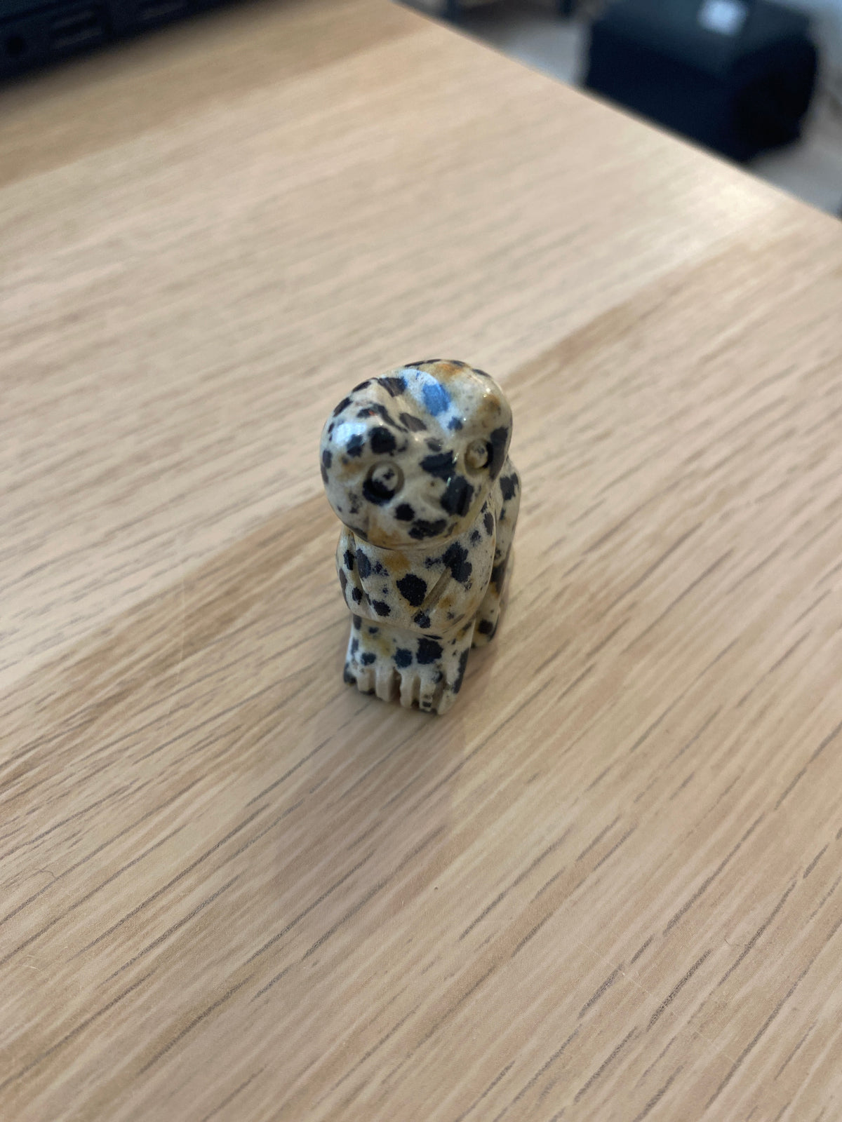 Petit chat en jaspe dalmatien