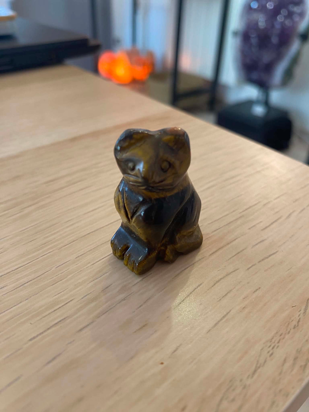 Petit chat en œil de tigre