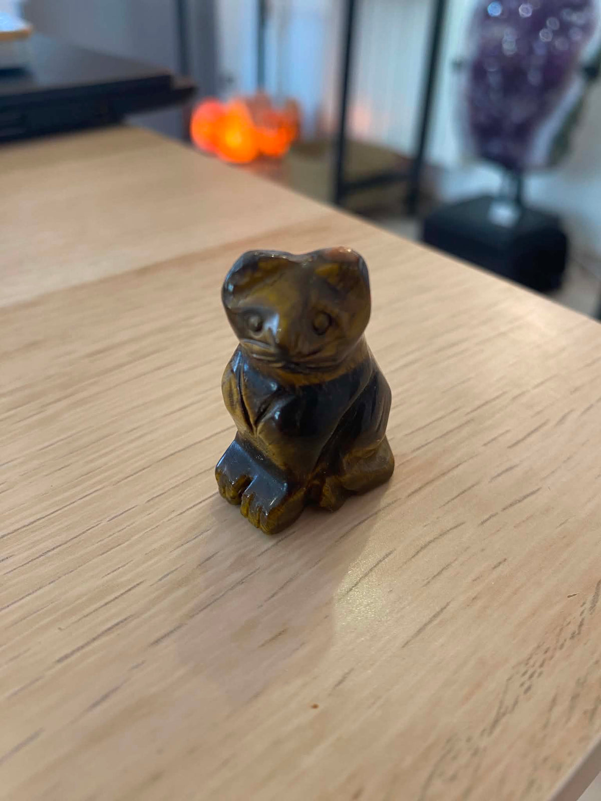 Petit chat en œil de tigre