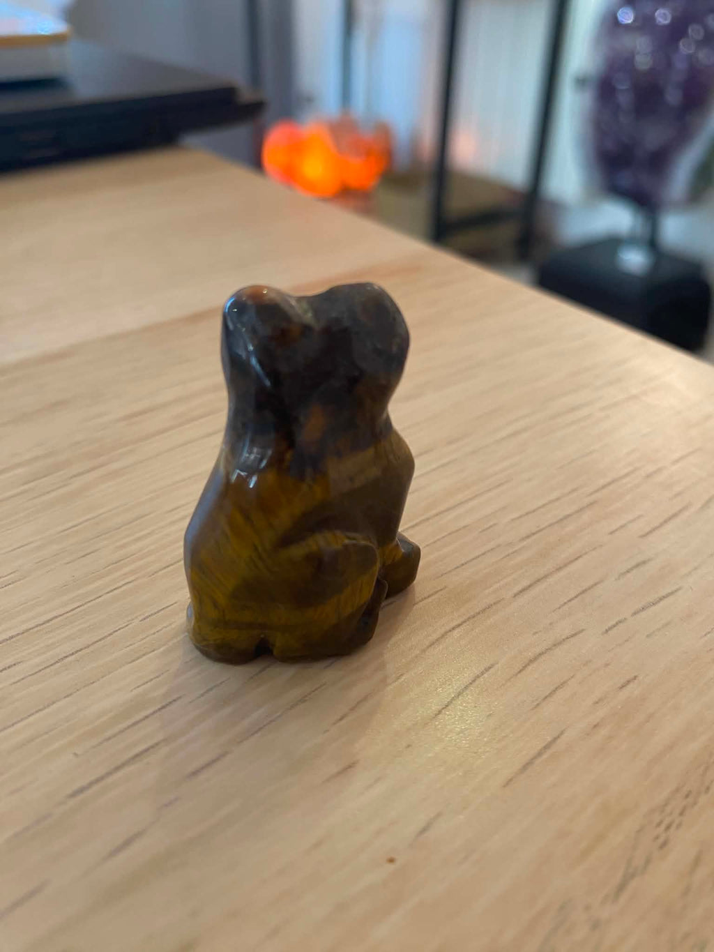 Petit chat en œil de tigre
