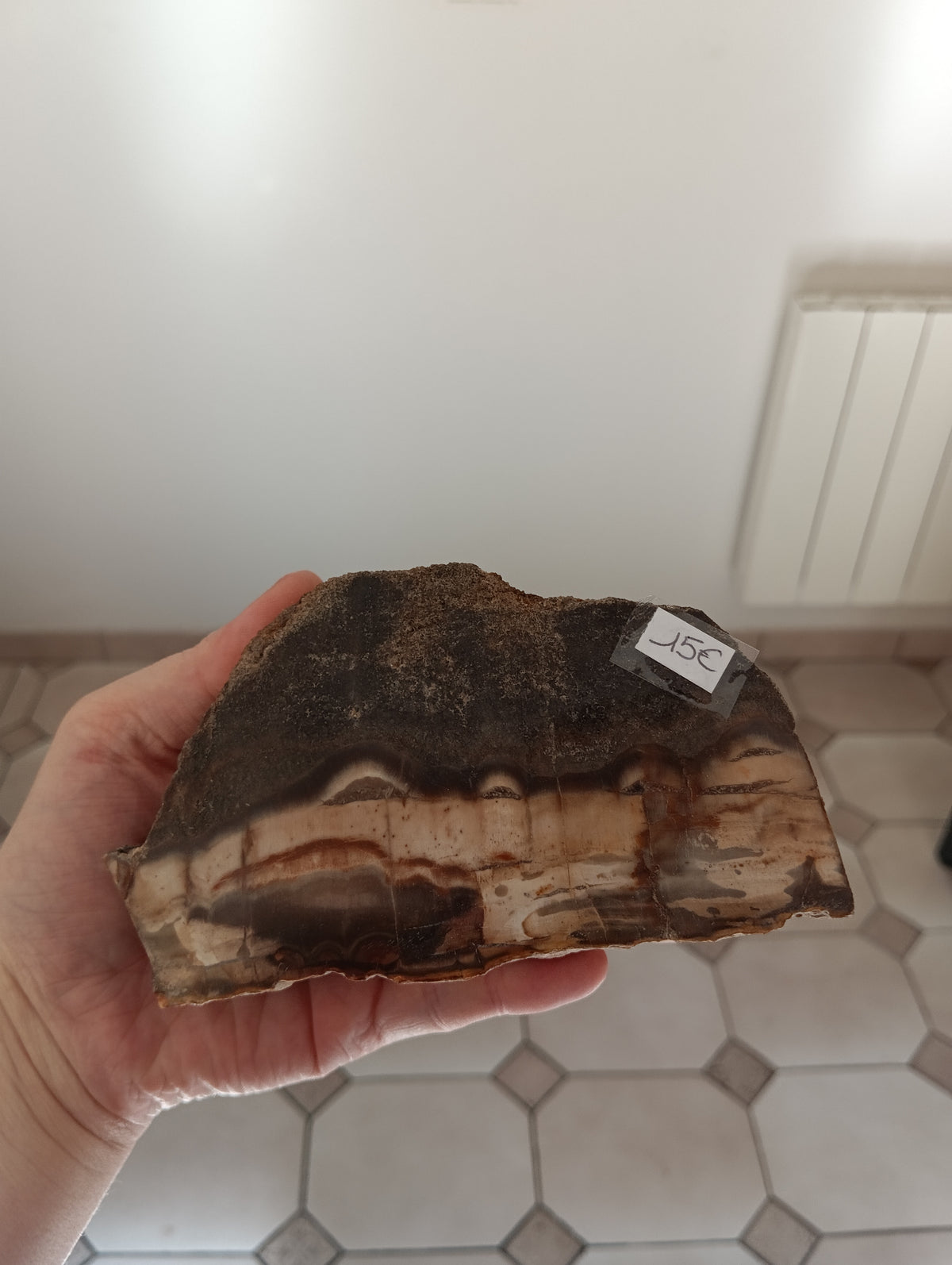 Bois fossile d'Araucaria - Madagascar - 616g