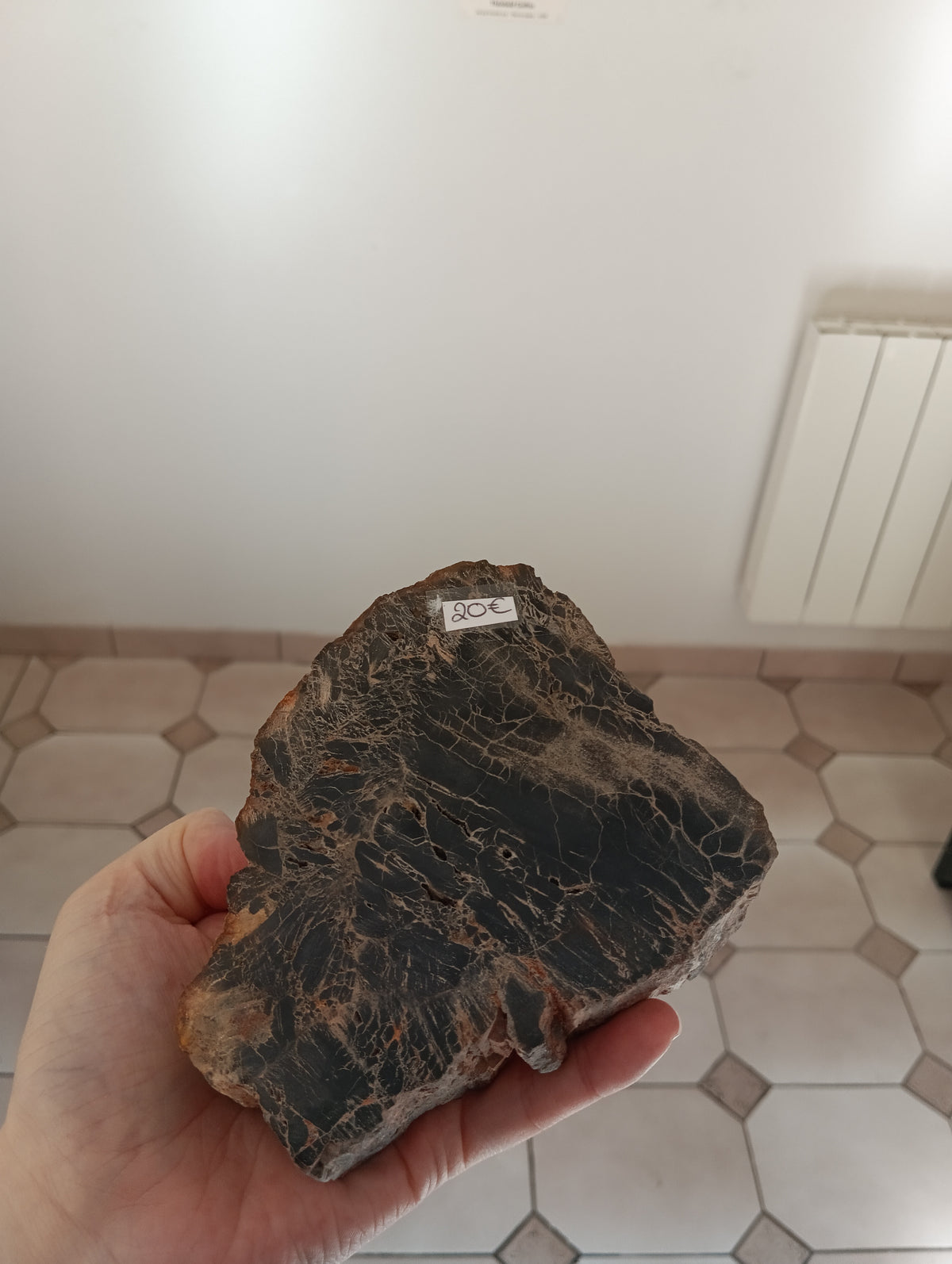 Bois fossile d'Araucaria - Madagascar - 846g