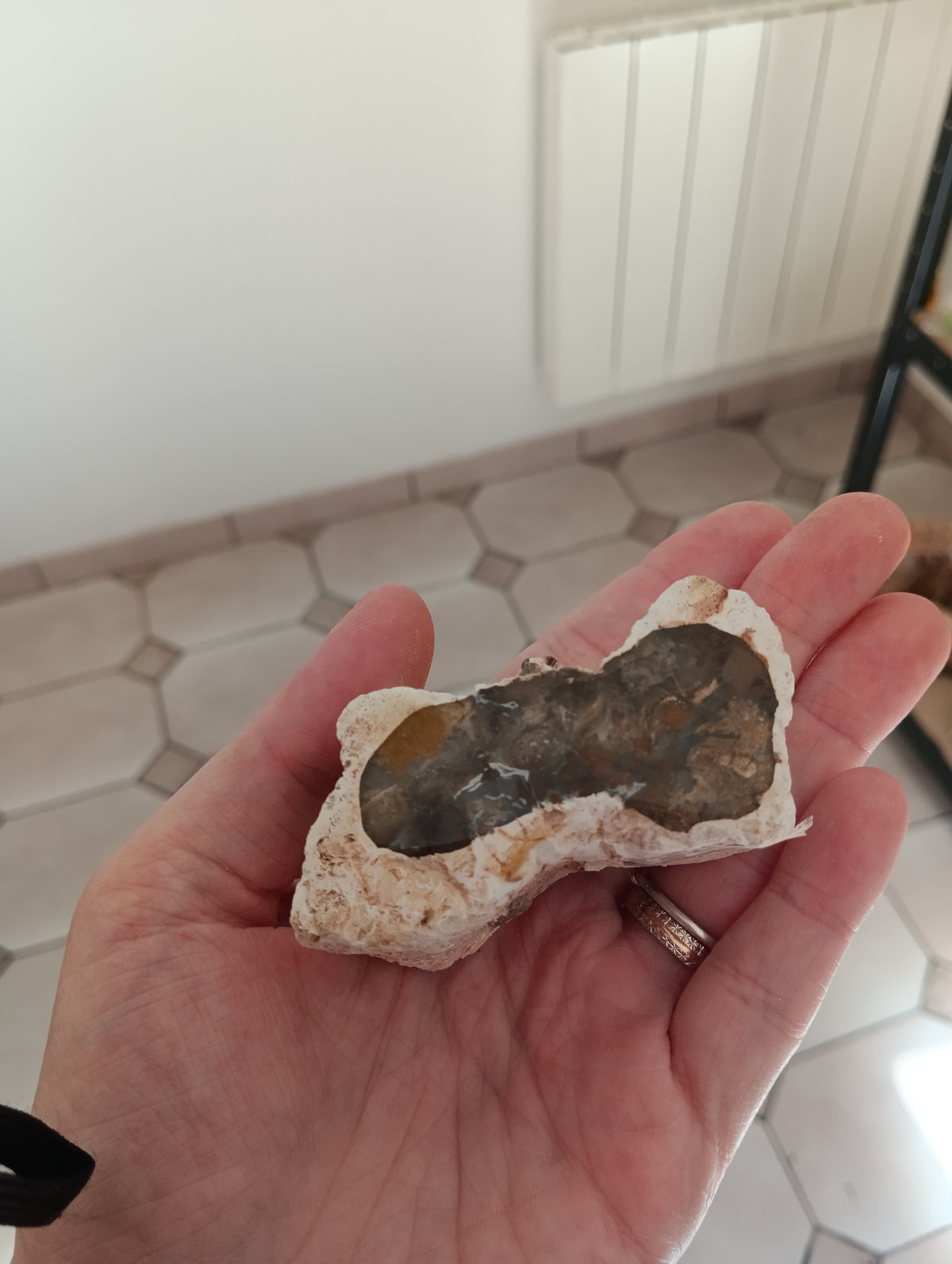 Bois fossile d’Araucaria – Madagascar - 161g