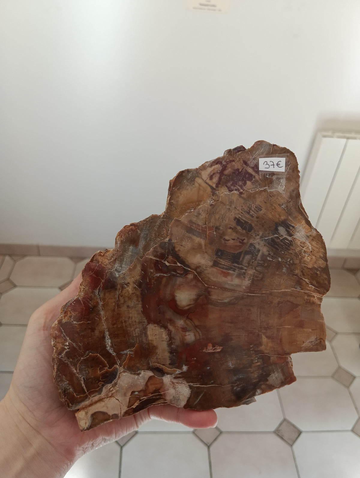 Bois fossile d'Araucaria - Madagascar - 1kg595