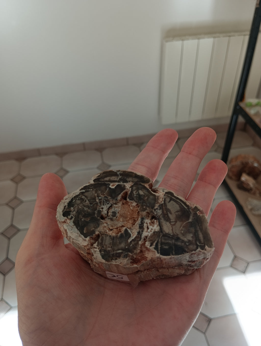 Bois fossile d'Araucaria - Madagascar - 200g