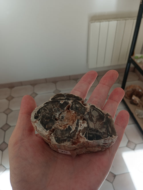Bois fossile d'Araucaria - Madagascar - 200g
