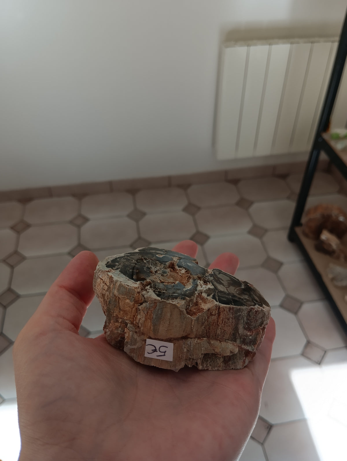 Bois fossile d'Araucaria - Madagascar - 200g