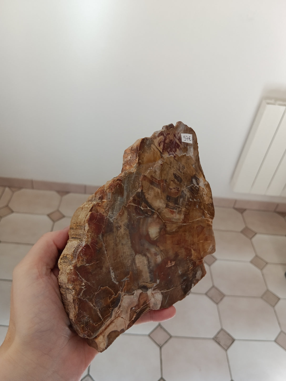 Bois fossile d'Araucaria - Madagascar - 1kg595
