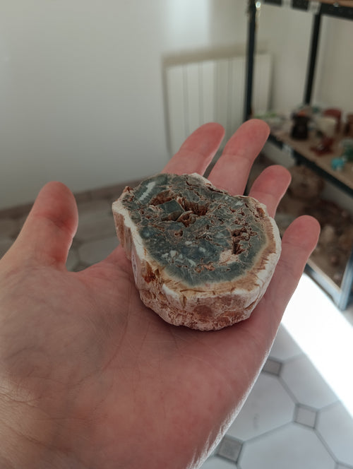 Bois fossile d’Araucaria – Madagascar - 120g