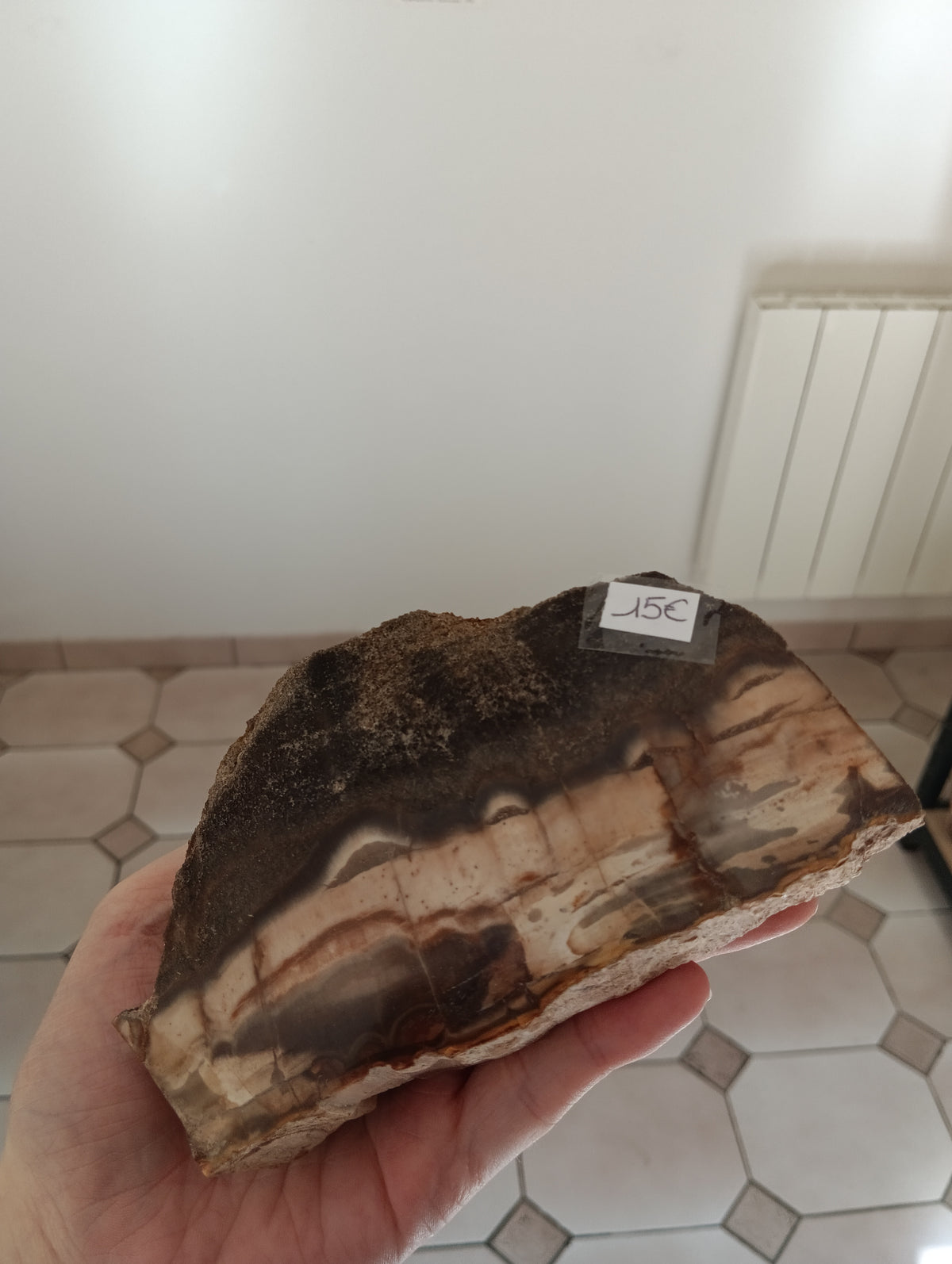 Bois fossile d'Araucaria - Madagascar - 616g