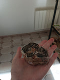 Bois fossile d'Araucaria - Madagascar - 200g