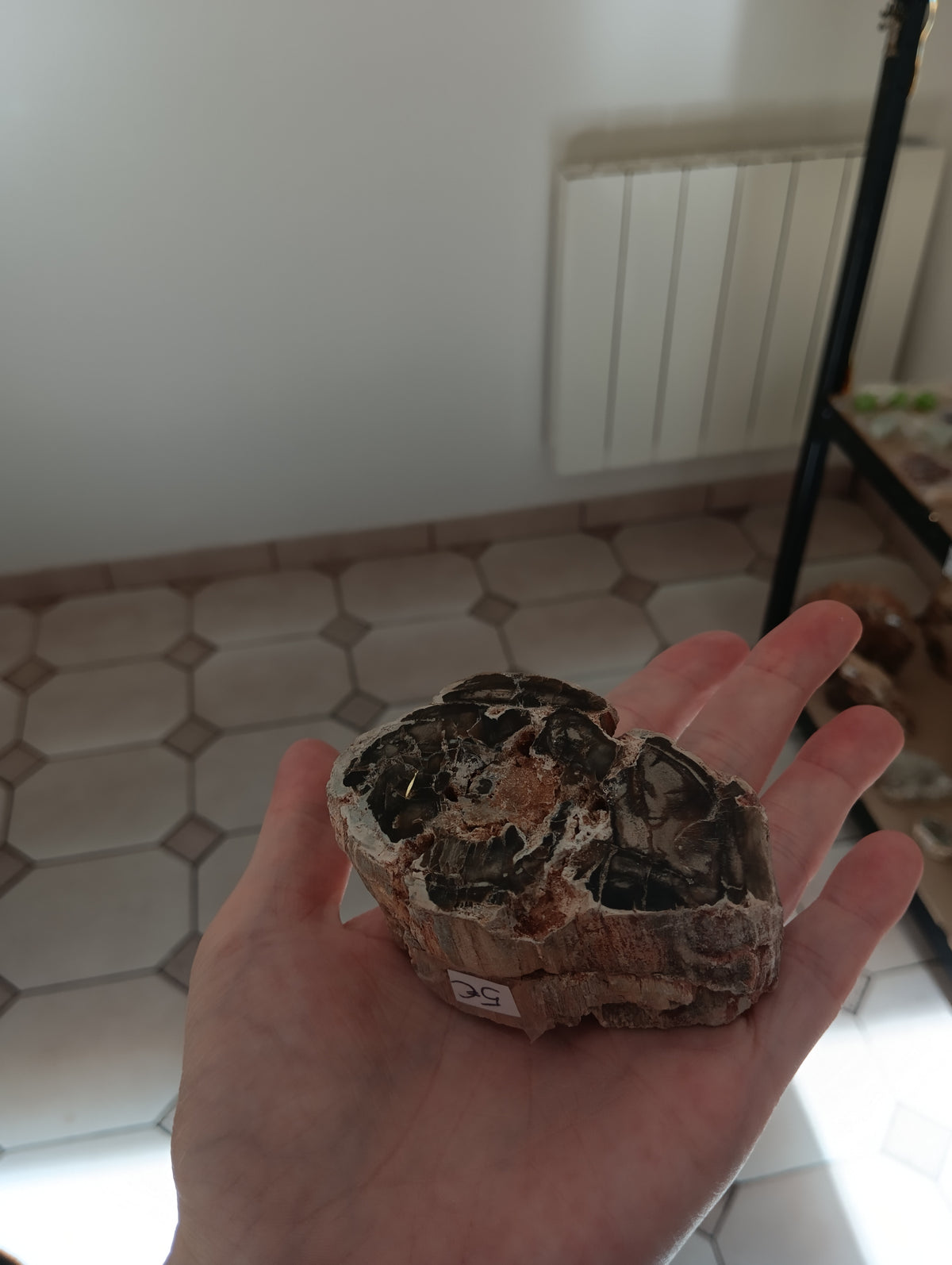 Bois fossile d'Araucaria - Madagascar - 200g