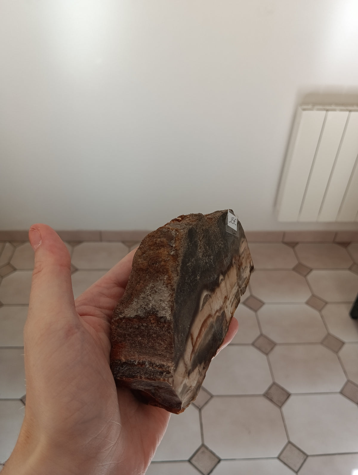 Bois fossile d'Araucaria - Madagascar - 616g