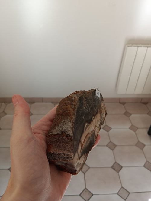 Bois fossile d'Araucaria - Madagascar - 616g