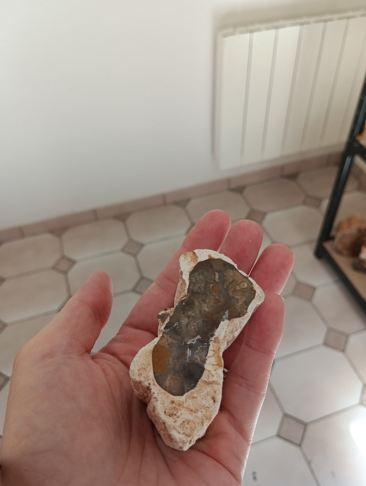 Bois fossile d’Araucaria – Madagascar - 161g