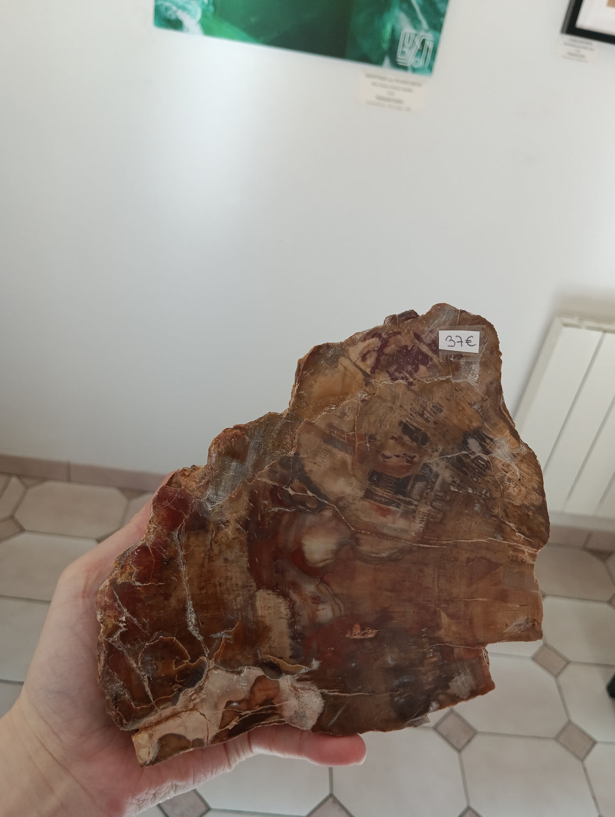 Bois fossile d'Araucaria - Madagascar - 1kg595